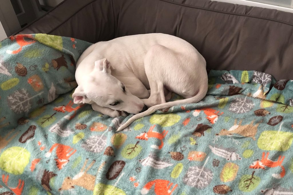 Settling new puppies down with no stress