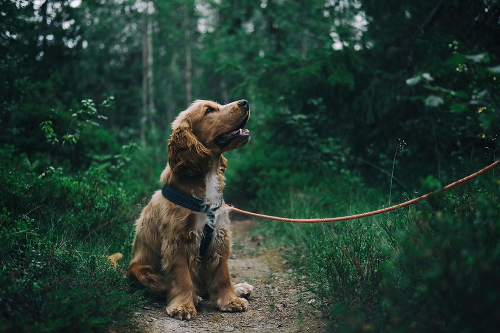 Image of a dog in a harness looking up.