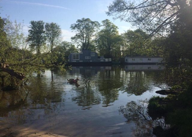 Dog in river