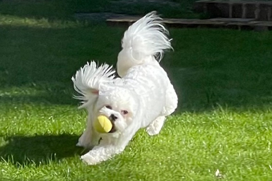 Teddy